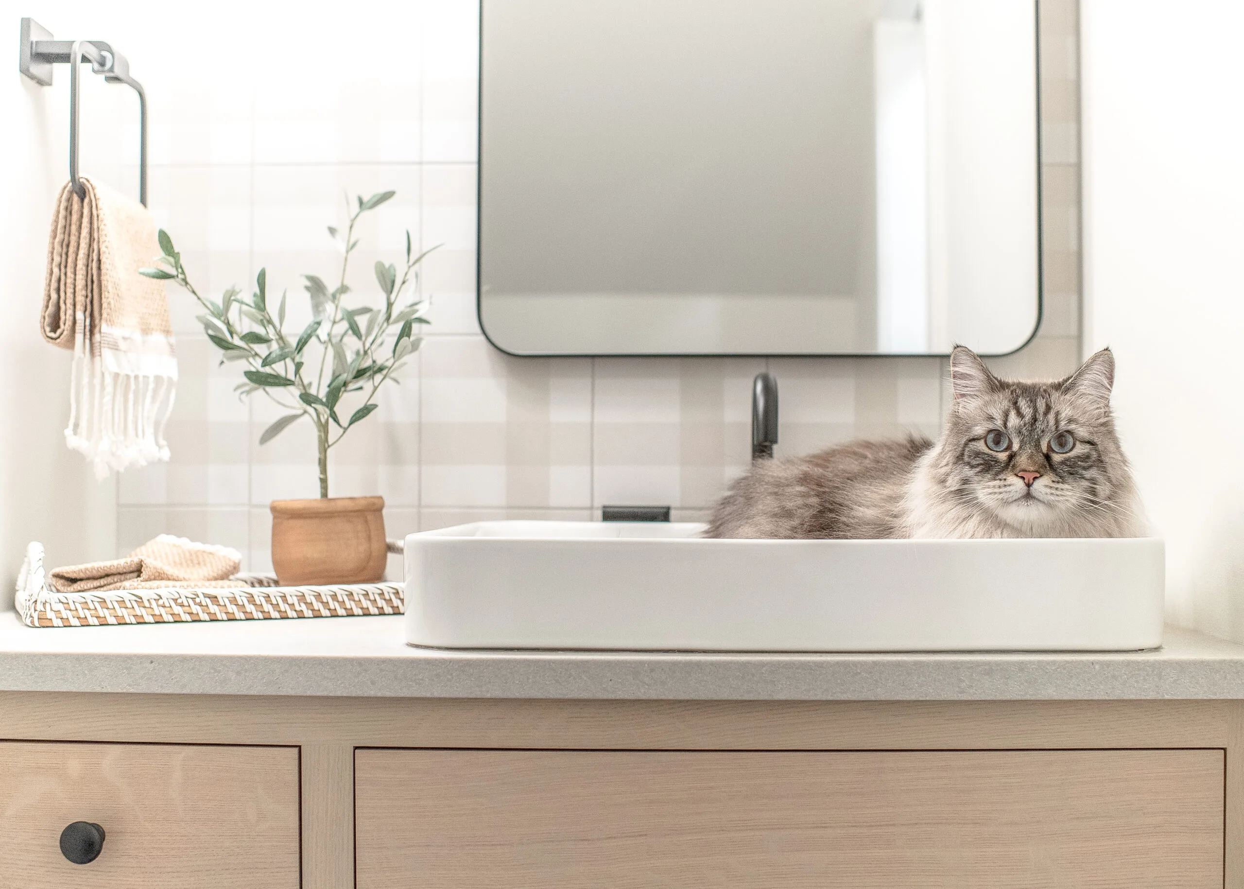 Close up of a white sink with a metal mirror above and small greenery to the left